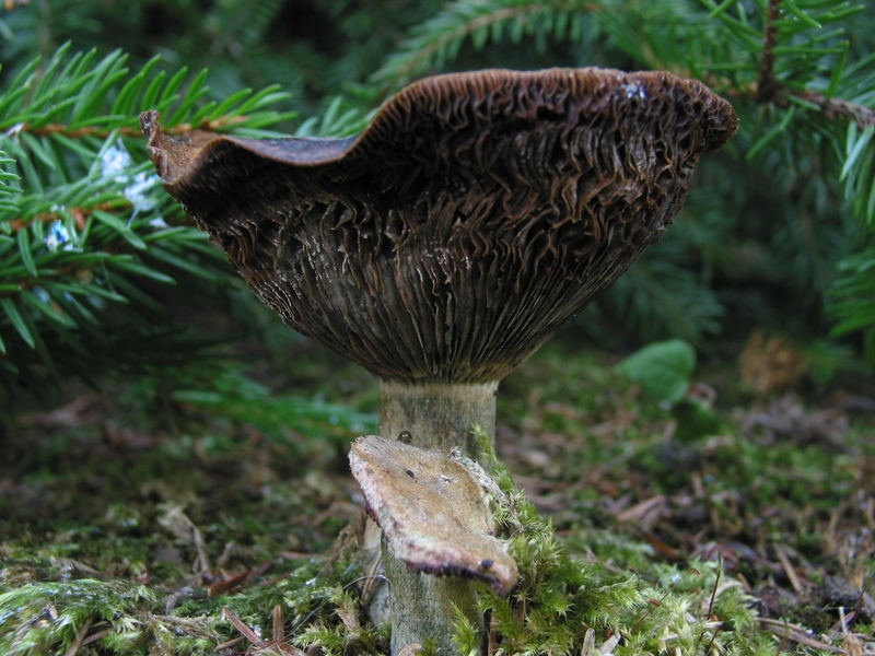 ein Männlein steht im Garten.