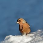 EIN MÄNNLEIN STEHT IM SCHNEE