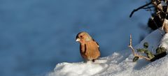 EIN MÄNNLEIN STEHT IM SCHNEE