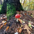 Ein Männlein steht im Wald