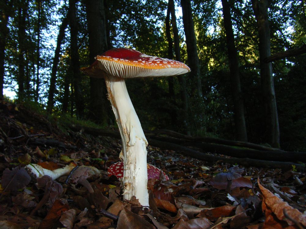 Ein Männlein steht im Wald.