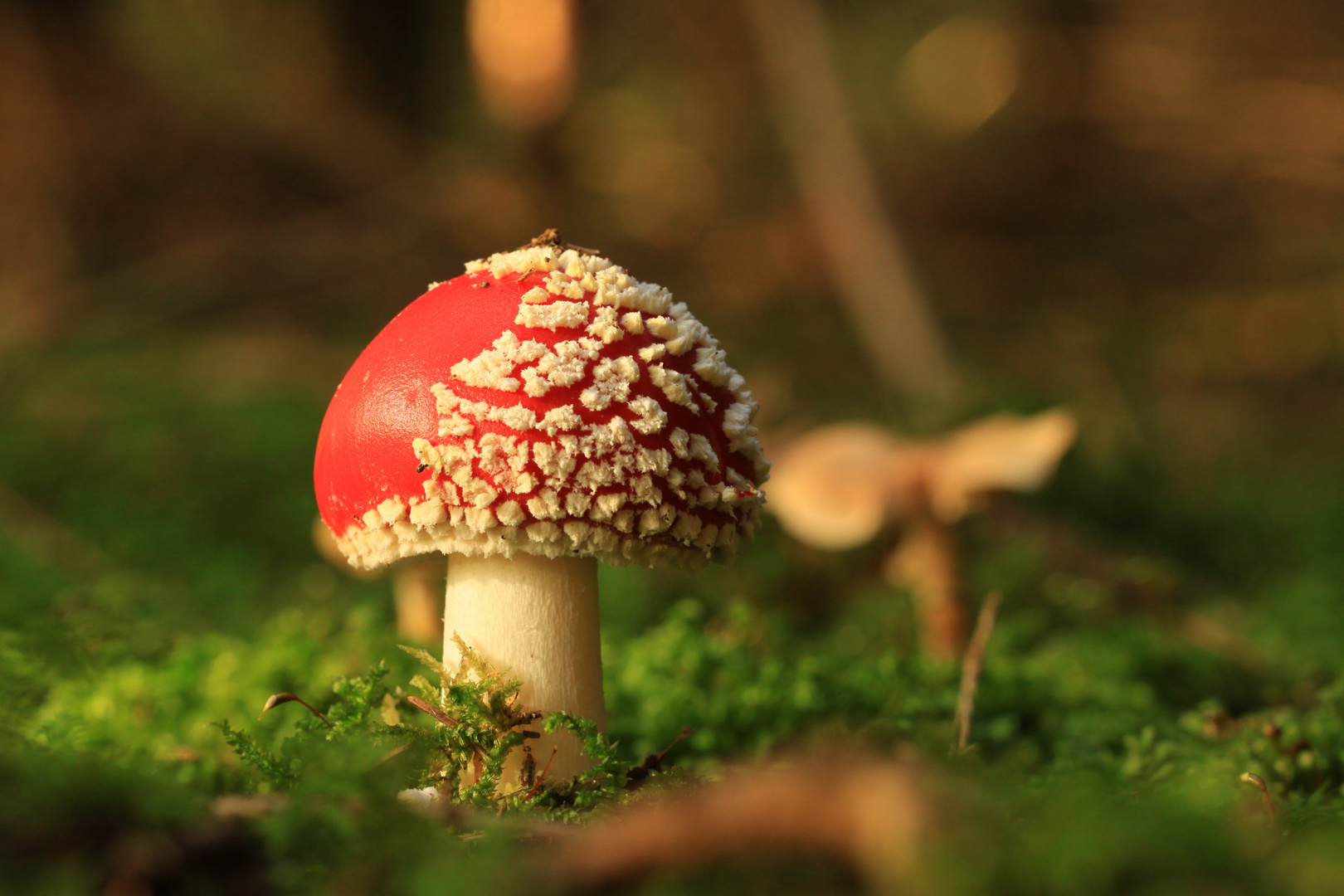 Ein Männlein steht im Wald ...