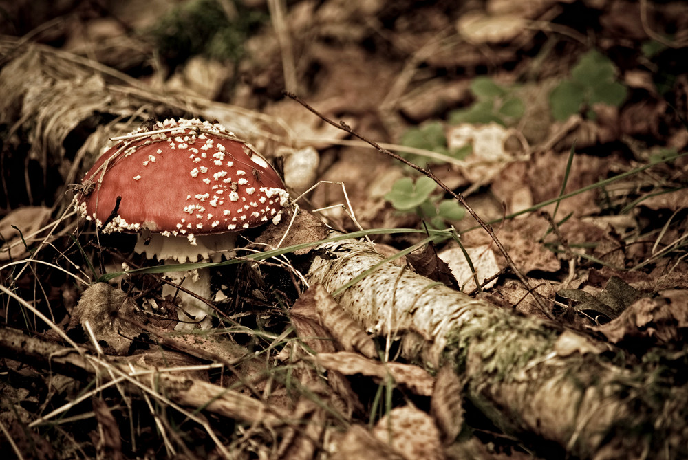 ...ein Männlein steht im Wald...