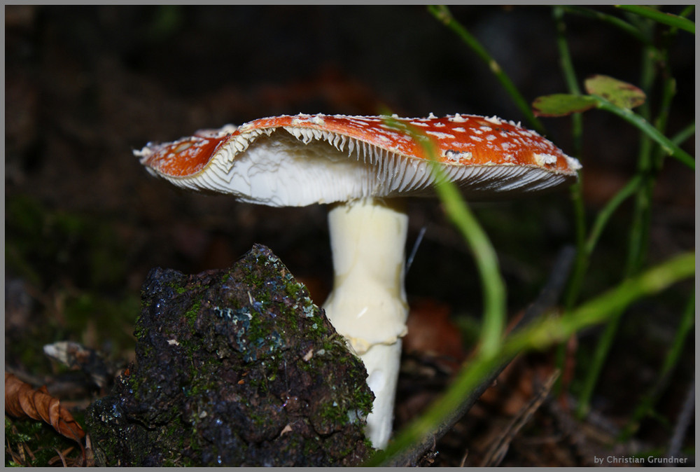 Ein Männlein steht im Wald...