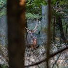 Ein Männlein steht im Wald, ganz still und stumm.....