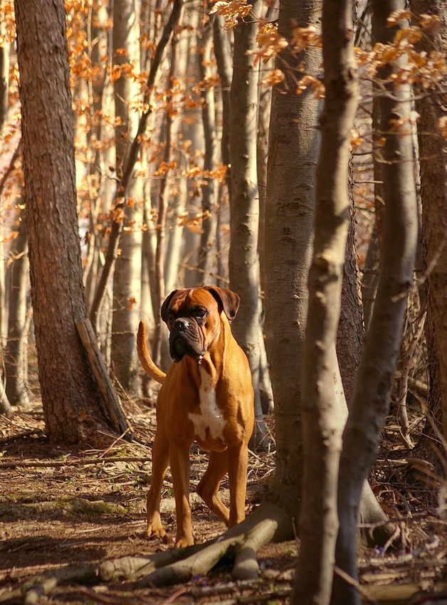 Ein Männlein steht im Walde