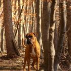 Ein Männlein steht im Walde