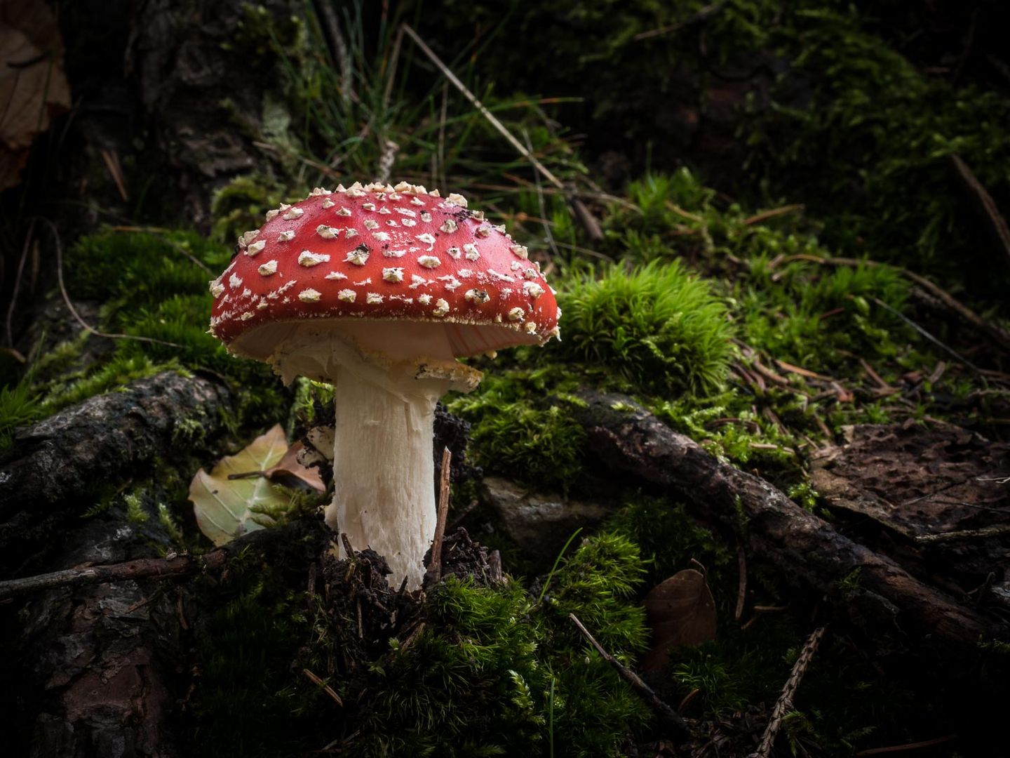 Ein Männlein steht im Walde