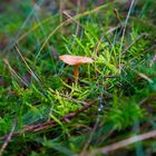 ein Männlein steht im Walde