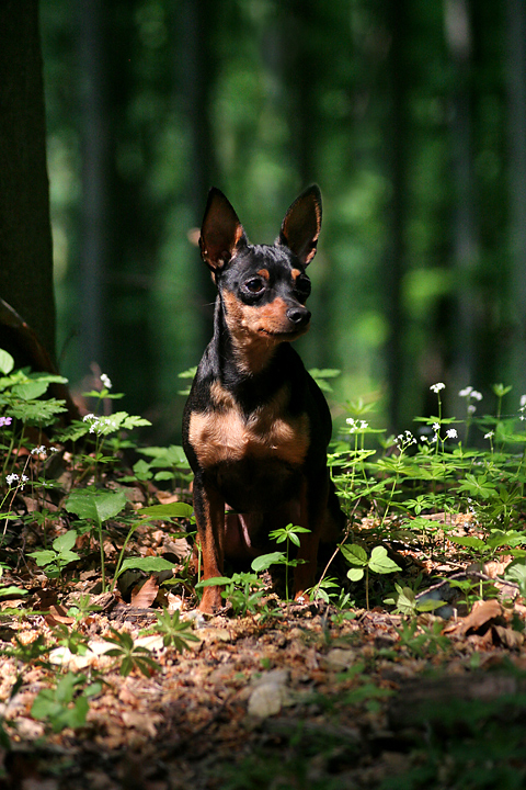 Ein Männlein steht im Walde....