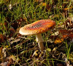 Ein Männlein steht im Walde ...(1)