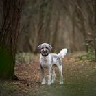 Ein Männlein steht im Walde