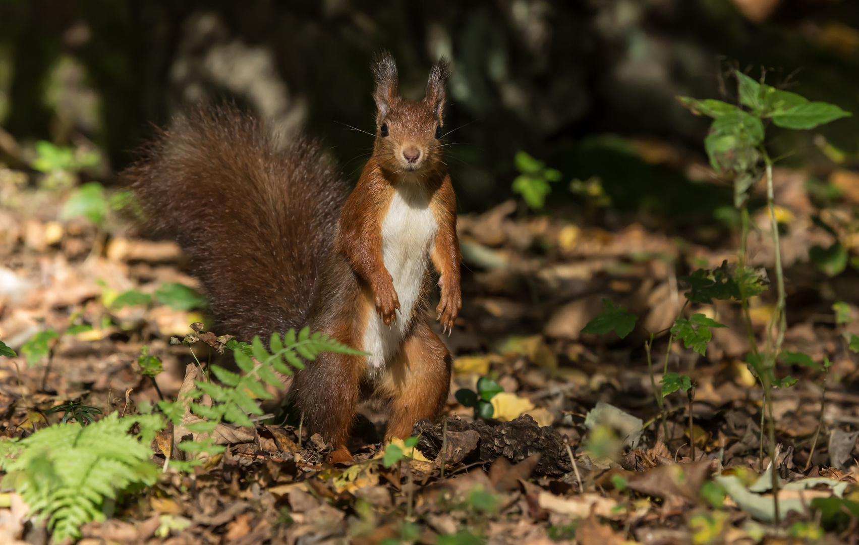 Ein Männlein steht im Walde