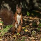 Ein Männlein steht im Walde