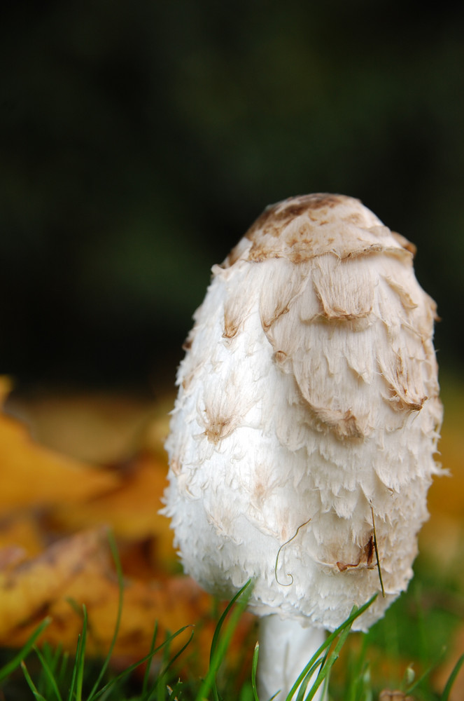 Ein Männlein steht im Walde...