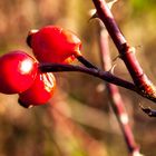 Ein Männlein steht im Walde (2) .....