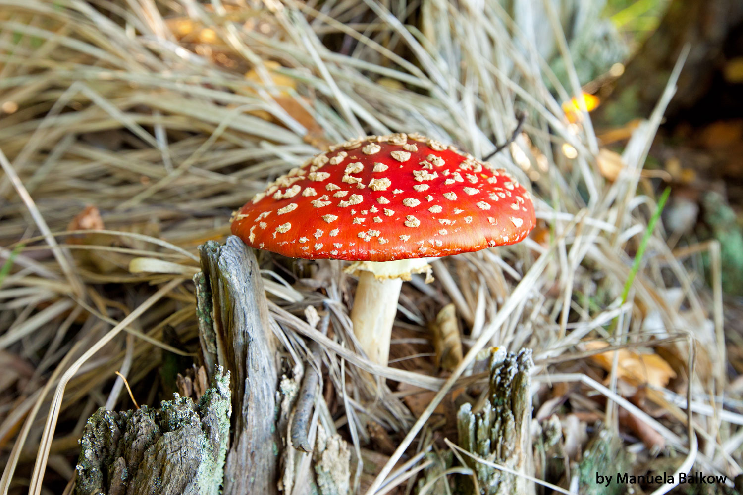 Ein Männlein steht im Walde...