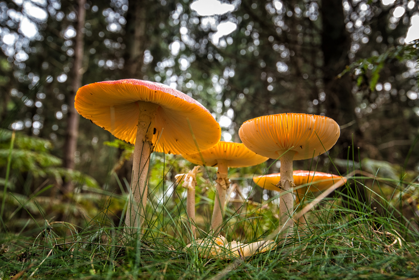 Ein Männlein steht im Walde