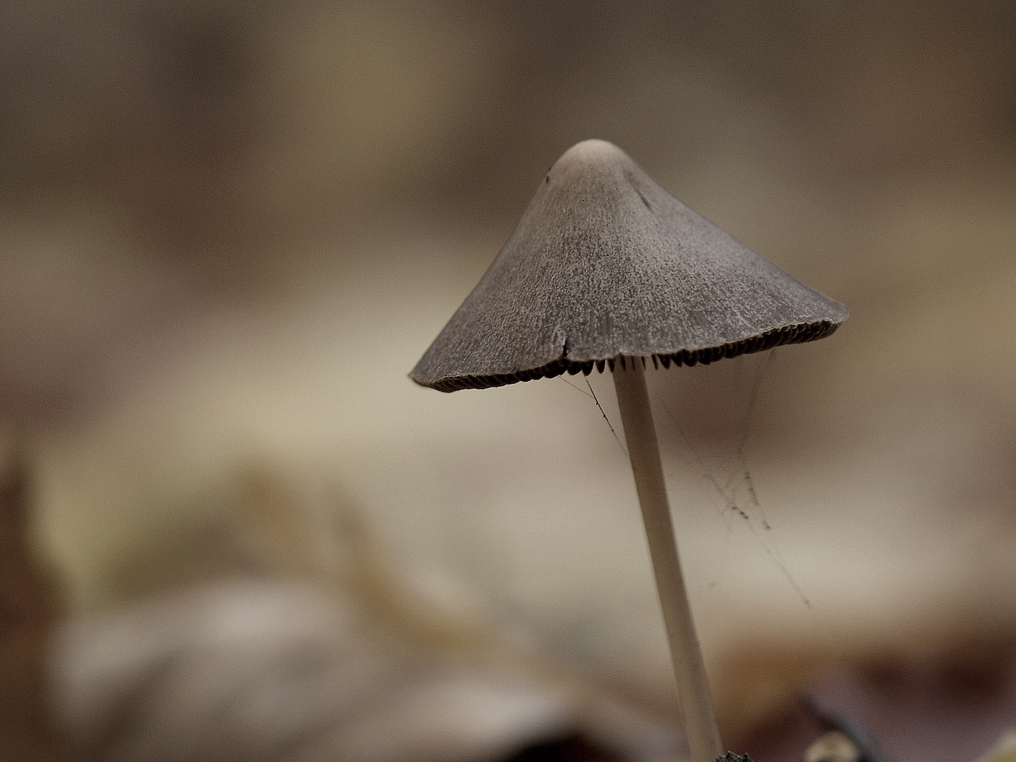 Ein Männlein steht im Walde..