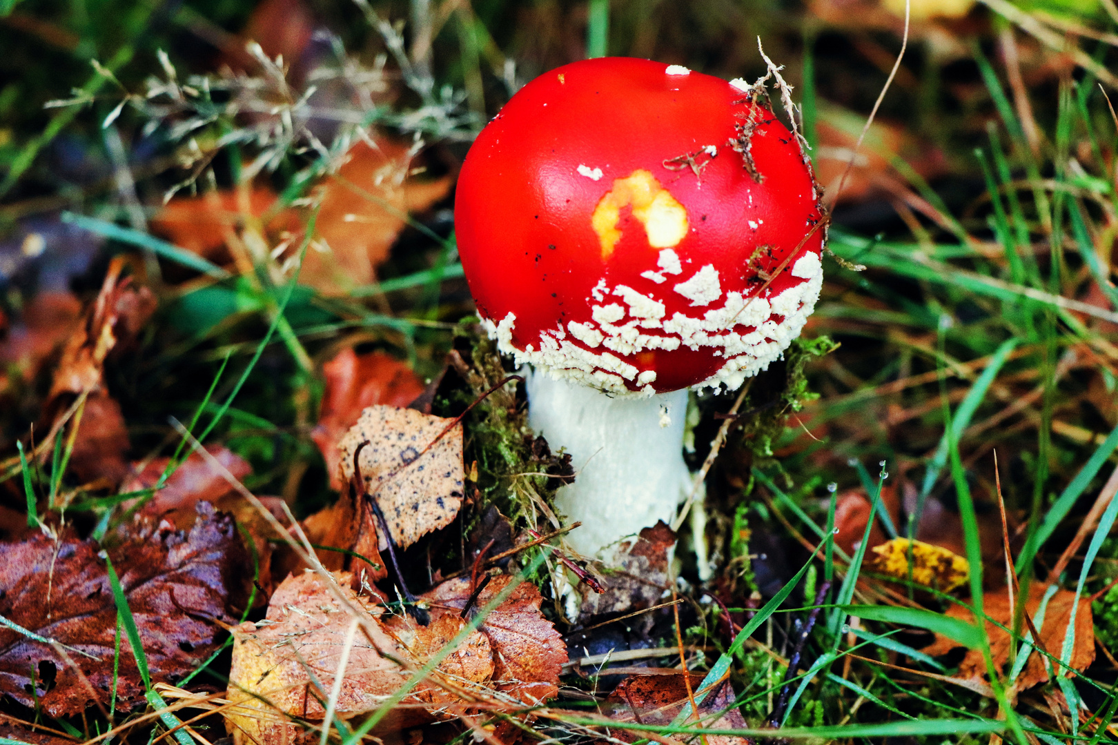 Ein Männlein steht im Walde