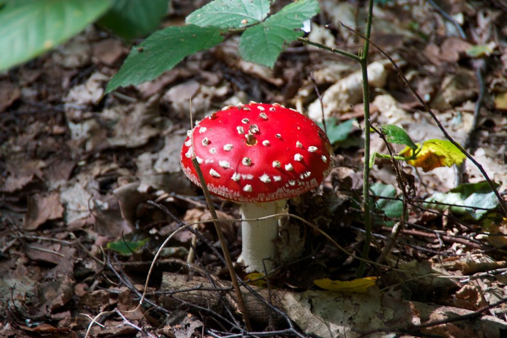 Ein Männlein steht im Walde......