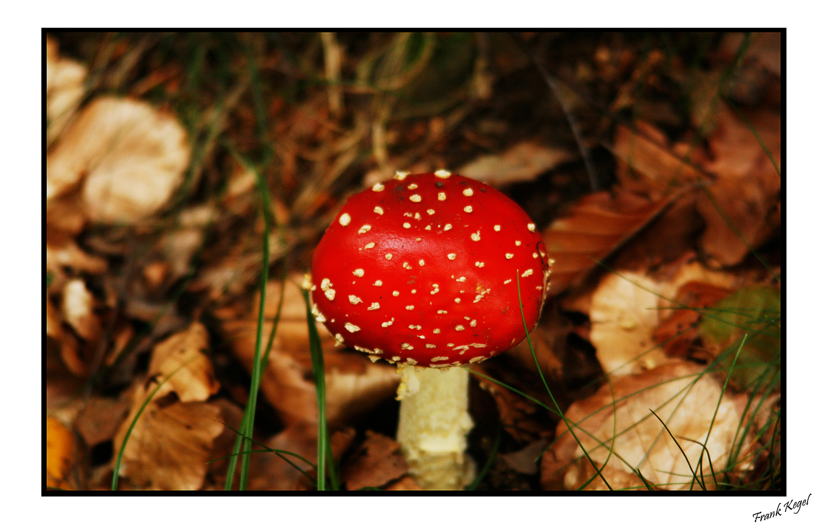 Ein Männlein steht im Walde