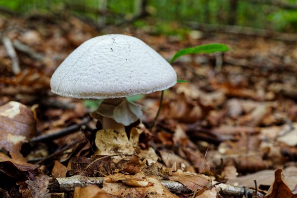 Ein Männlein steht im Walde...,