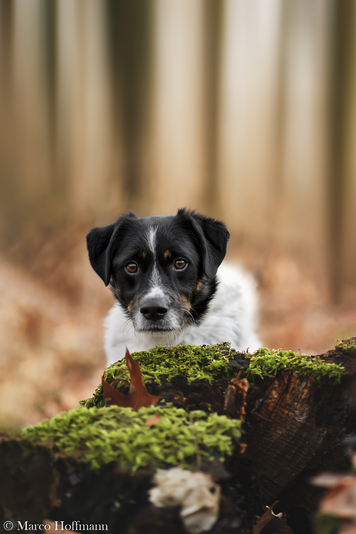 Ein Männlein steht im Walde