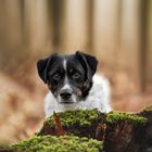 Ein Männlein steht im Walde