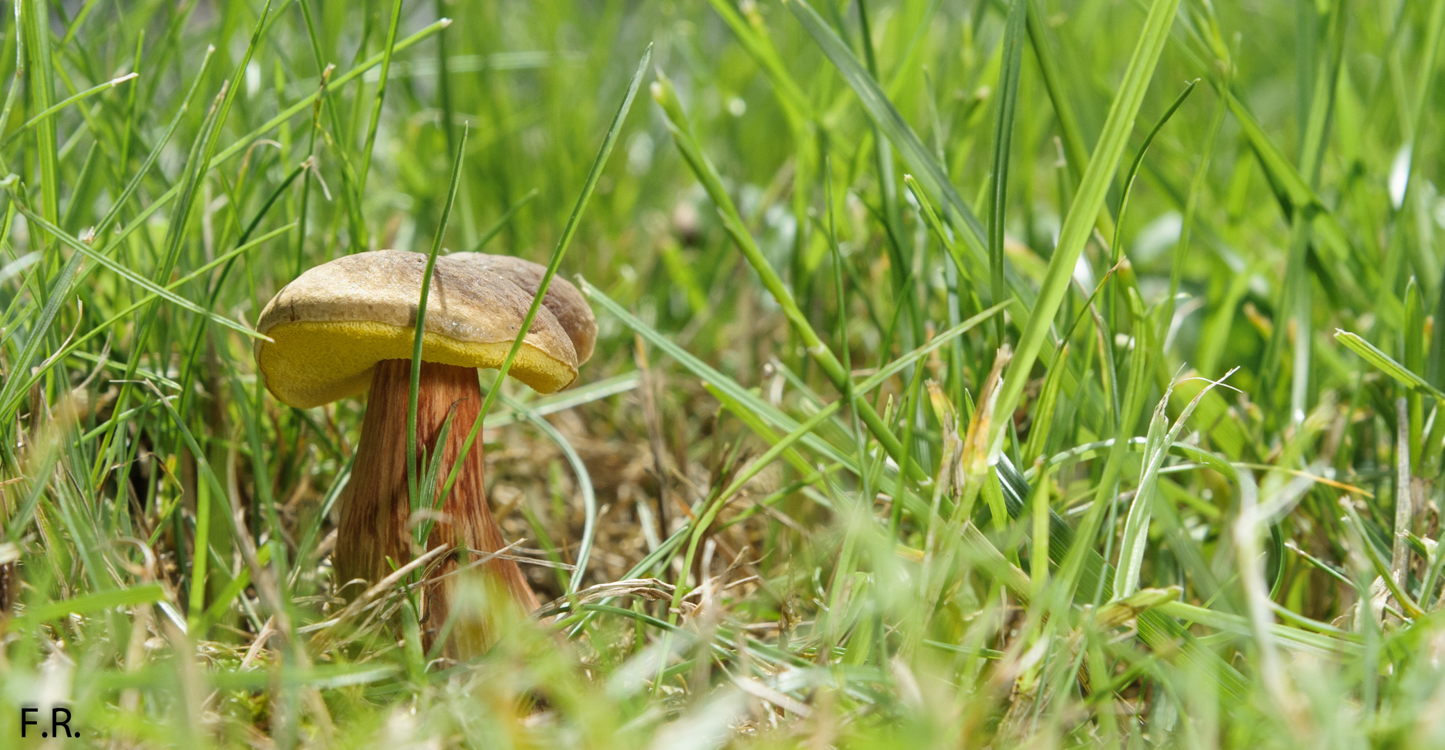 Ein Männlein steht im Walde