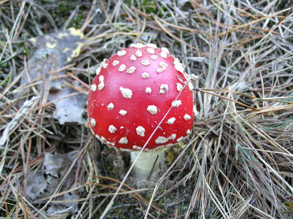 Ein Männlein steht im Walde