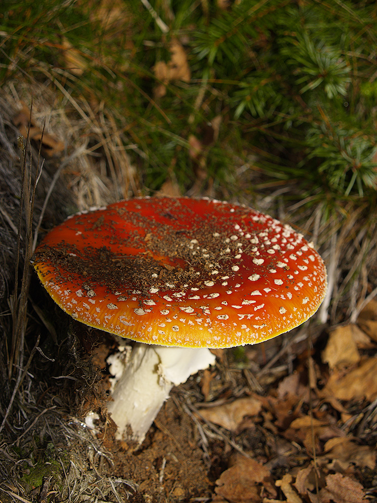 Ein Männlein steht im Walde