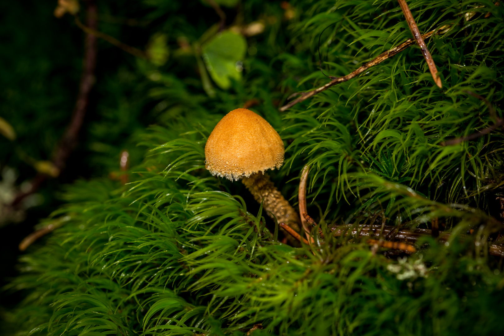 Ein Männlein steht im Walde...