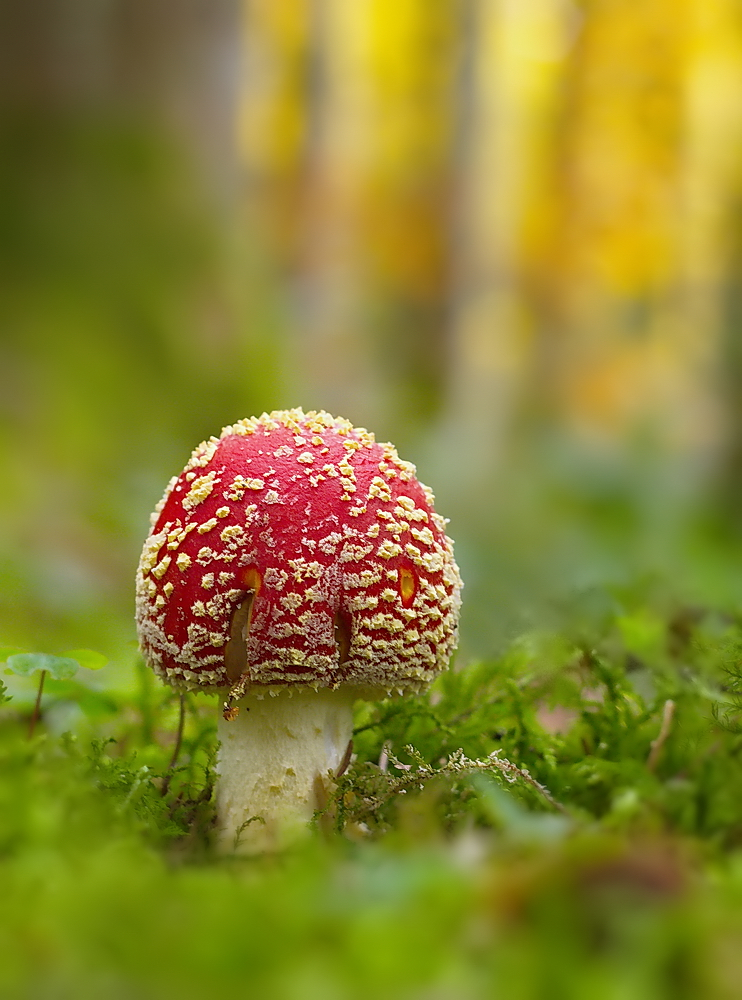 Ein Männlein steht im Walde.....