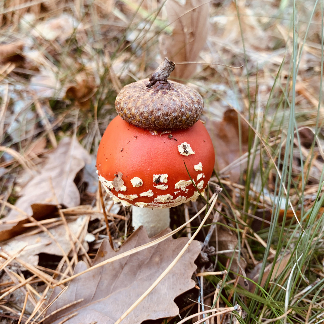 Ein Männlein steht im Walde