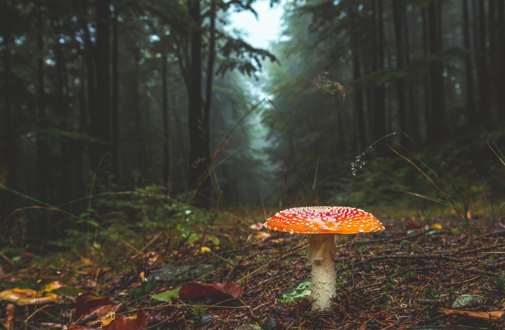 Ein Männlein steht im Walde