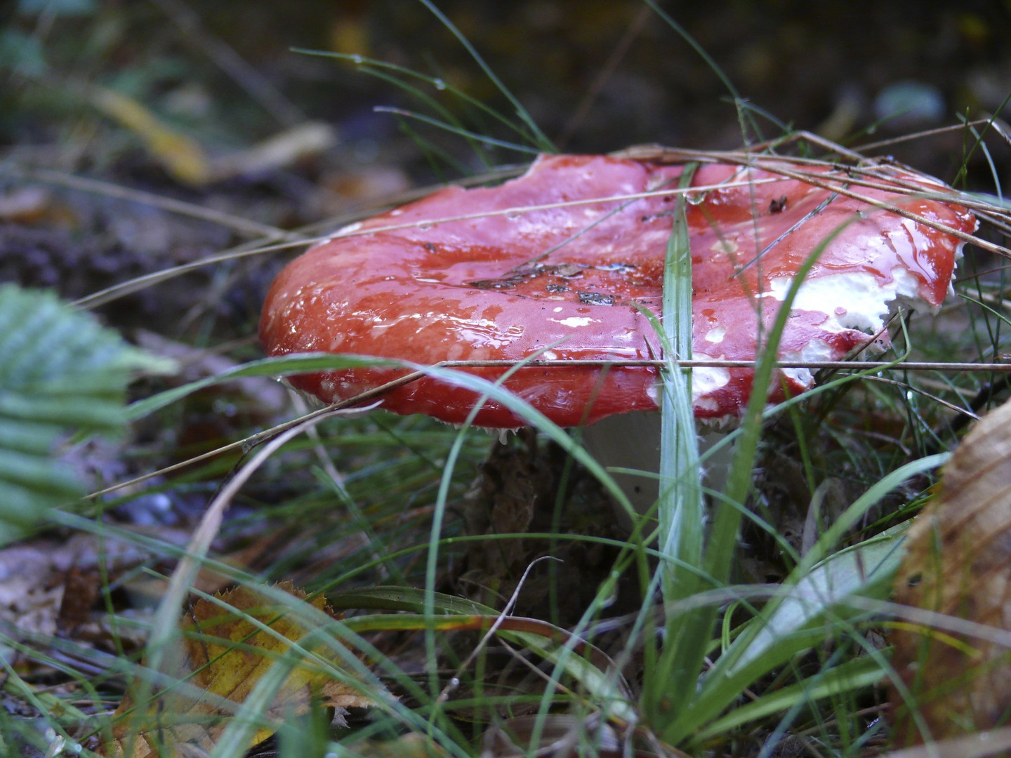 Ein Männlein steht im Walde