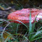 Ein Männlein steht im Walde