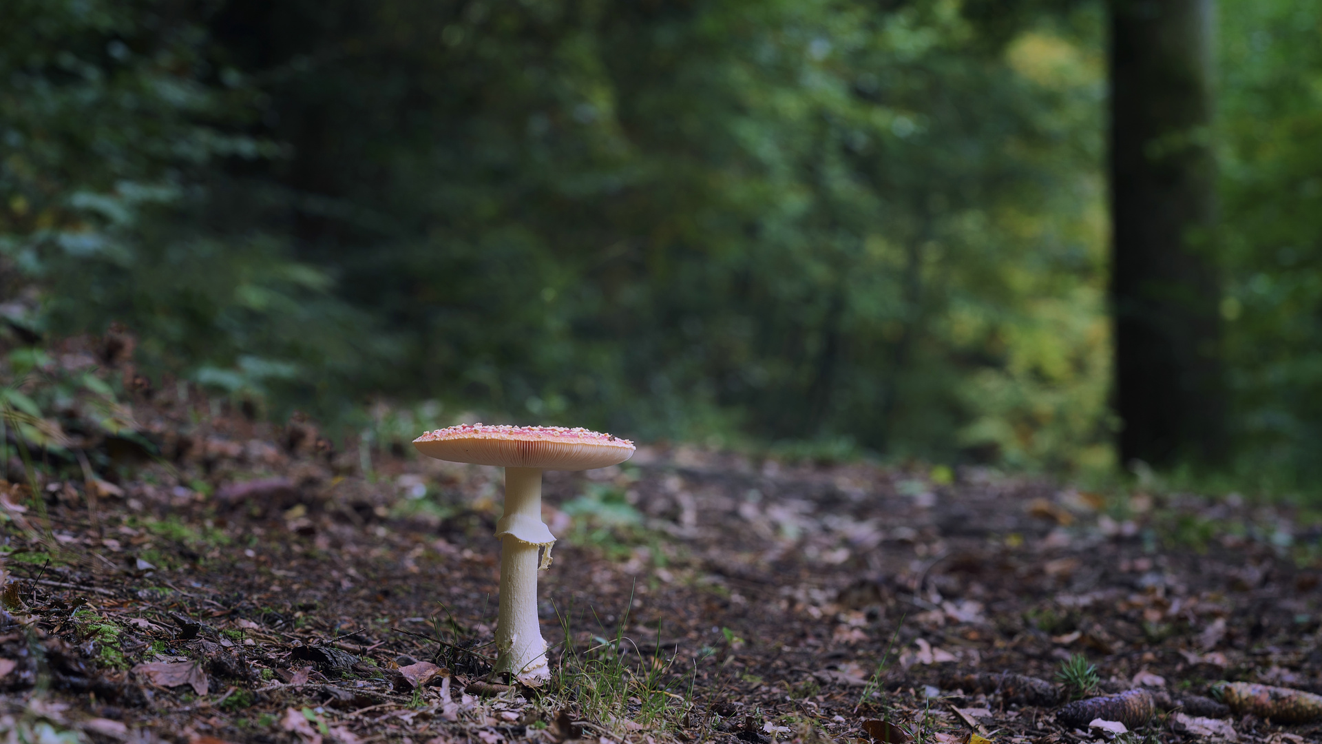 ..ein Männlein steht im Walde