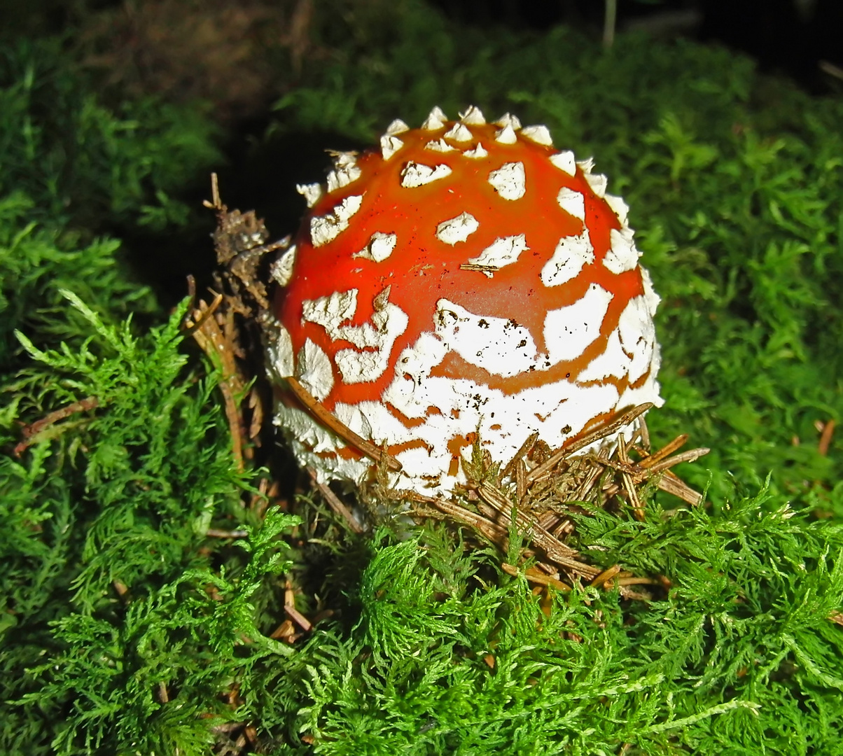 Ein Männlein steht im Walde