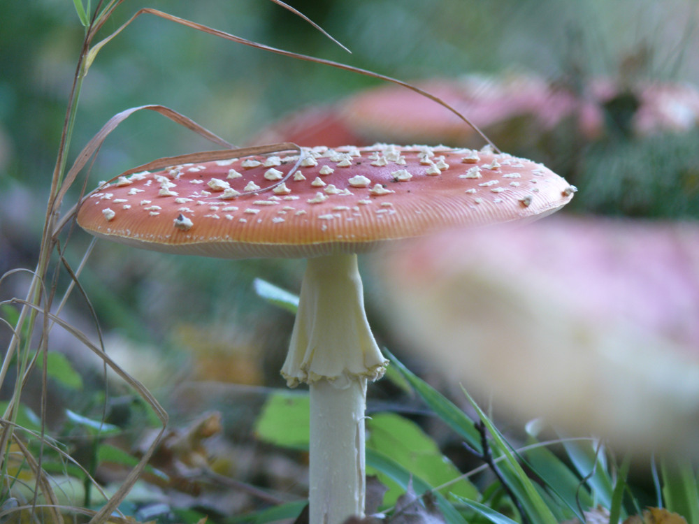 Ein Männlein steht im Walde...