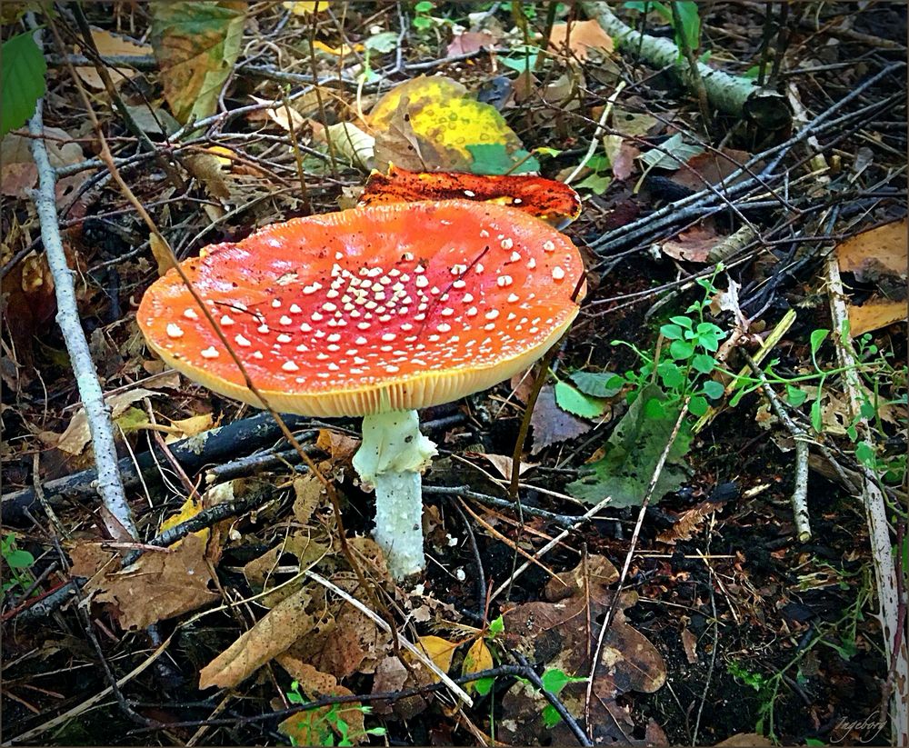 Ein Männlein steht im Walde 