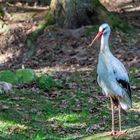 ein Männlein steht im Walde!!