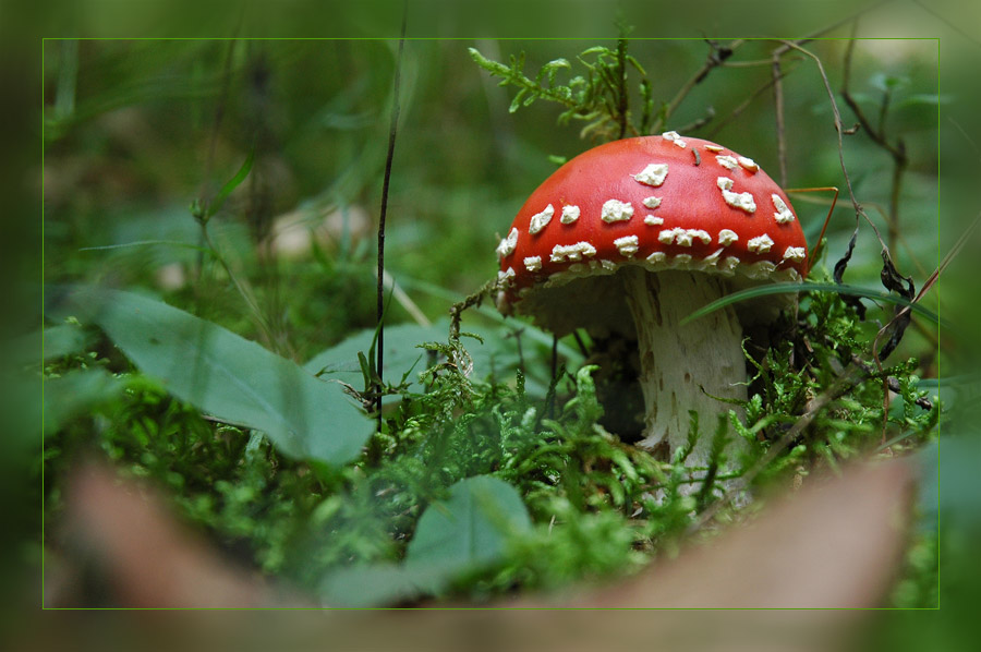 Ein Männlein steht im Walde