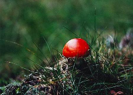 ein Männlein steht im Walde