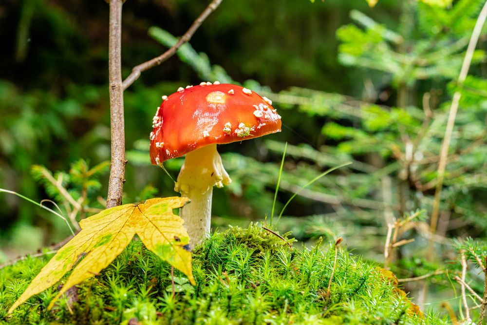 Ein Männlein steht im Walde ....