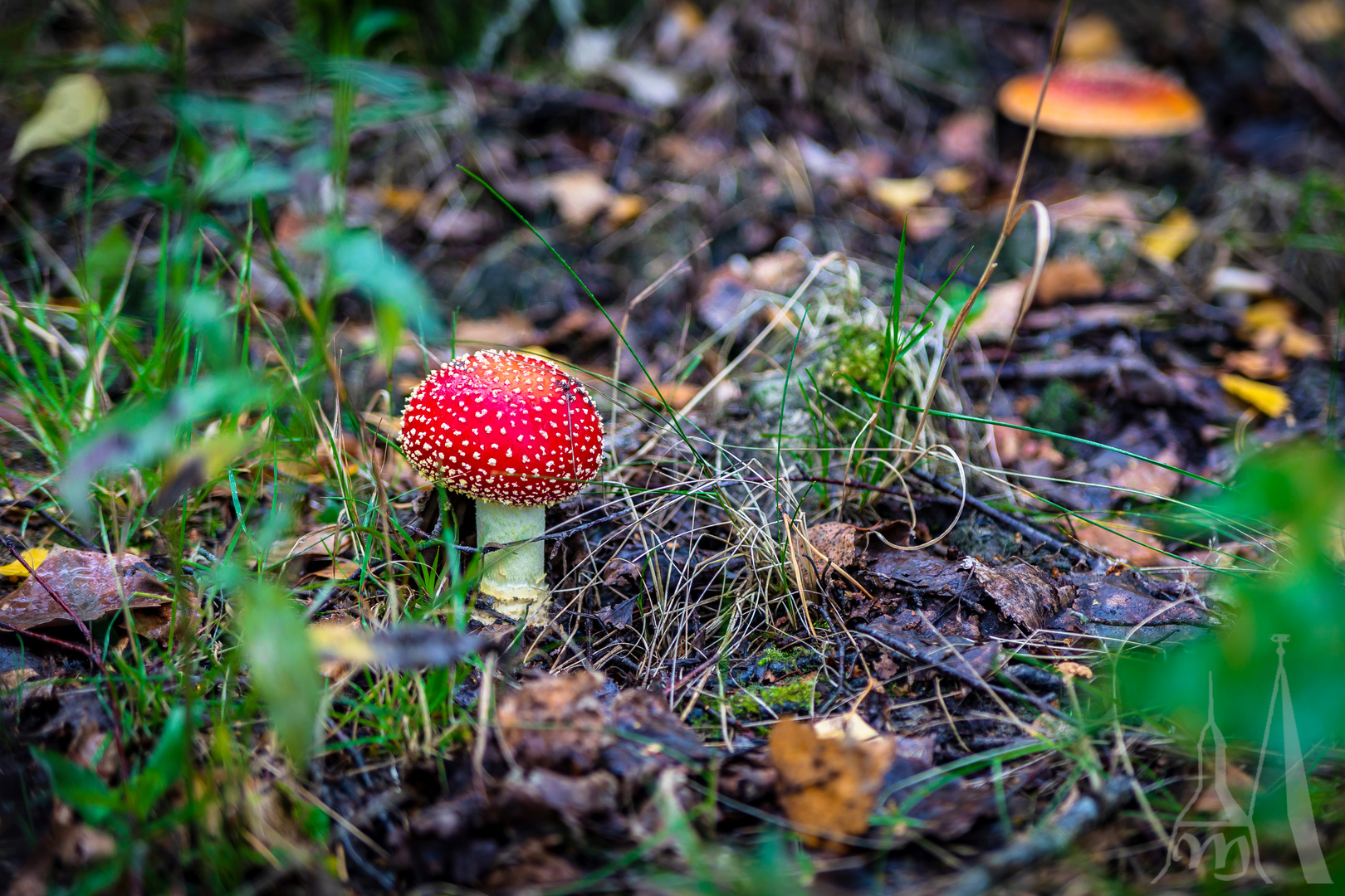 Ein Männlein steht im Walde ...