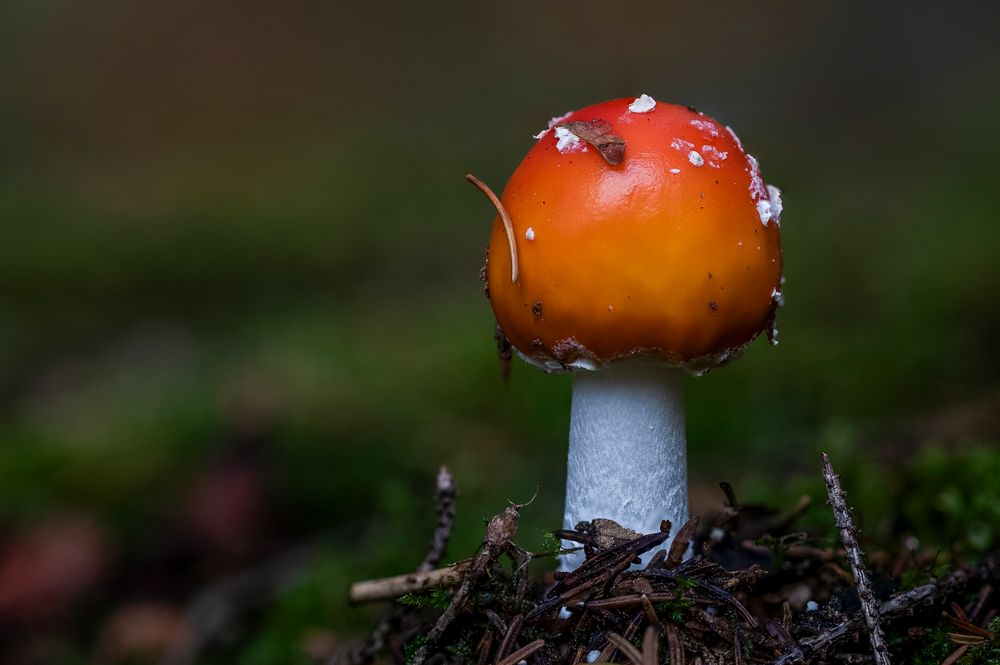 Ein Männlein steht im Walde...