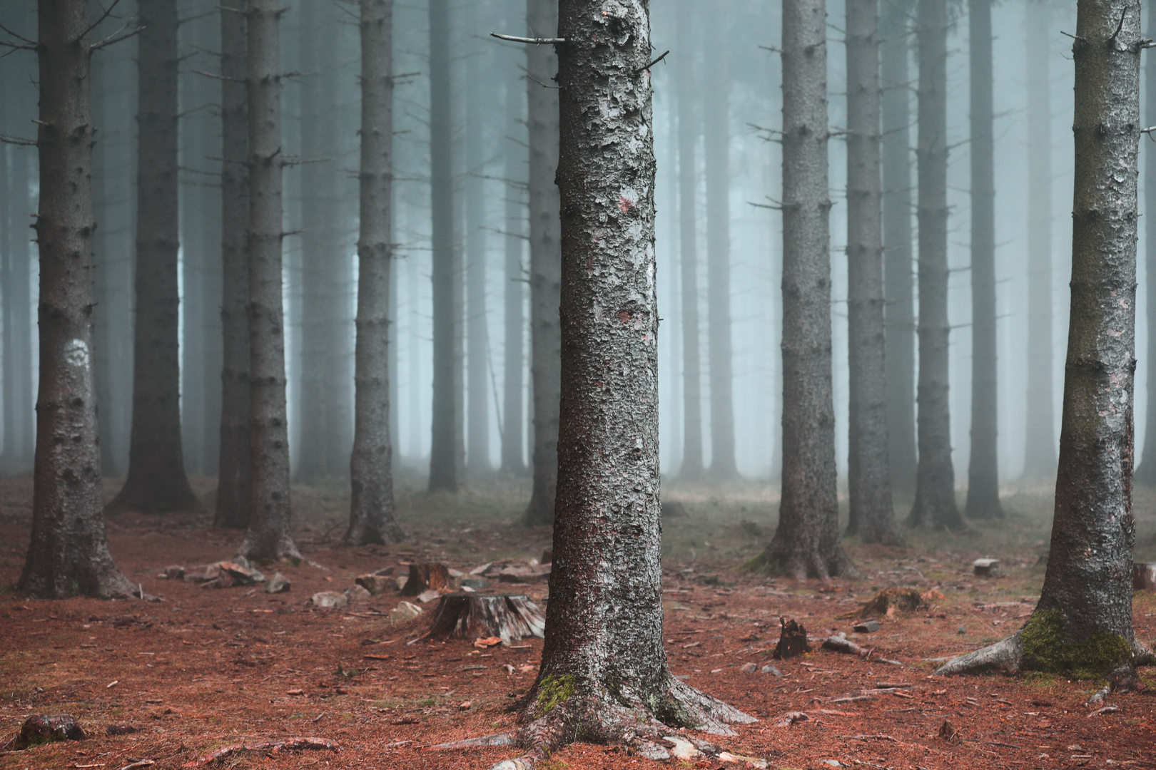 Ein Männlein steht im Walde