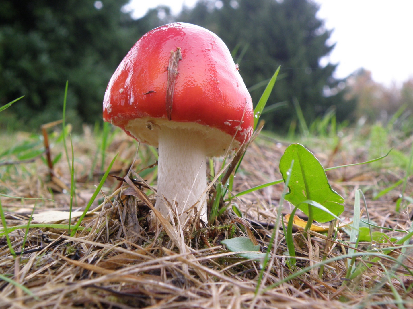 Ein Männlein steht im Walde